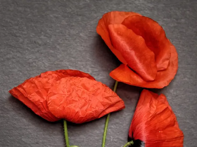 Dried Poppy Posy